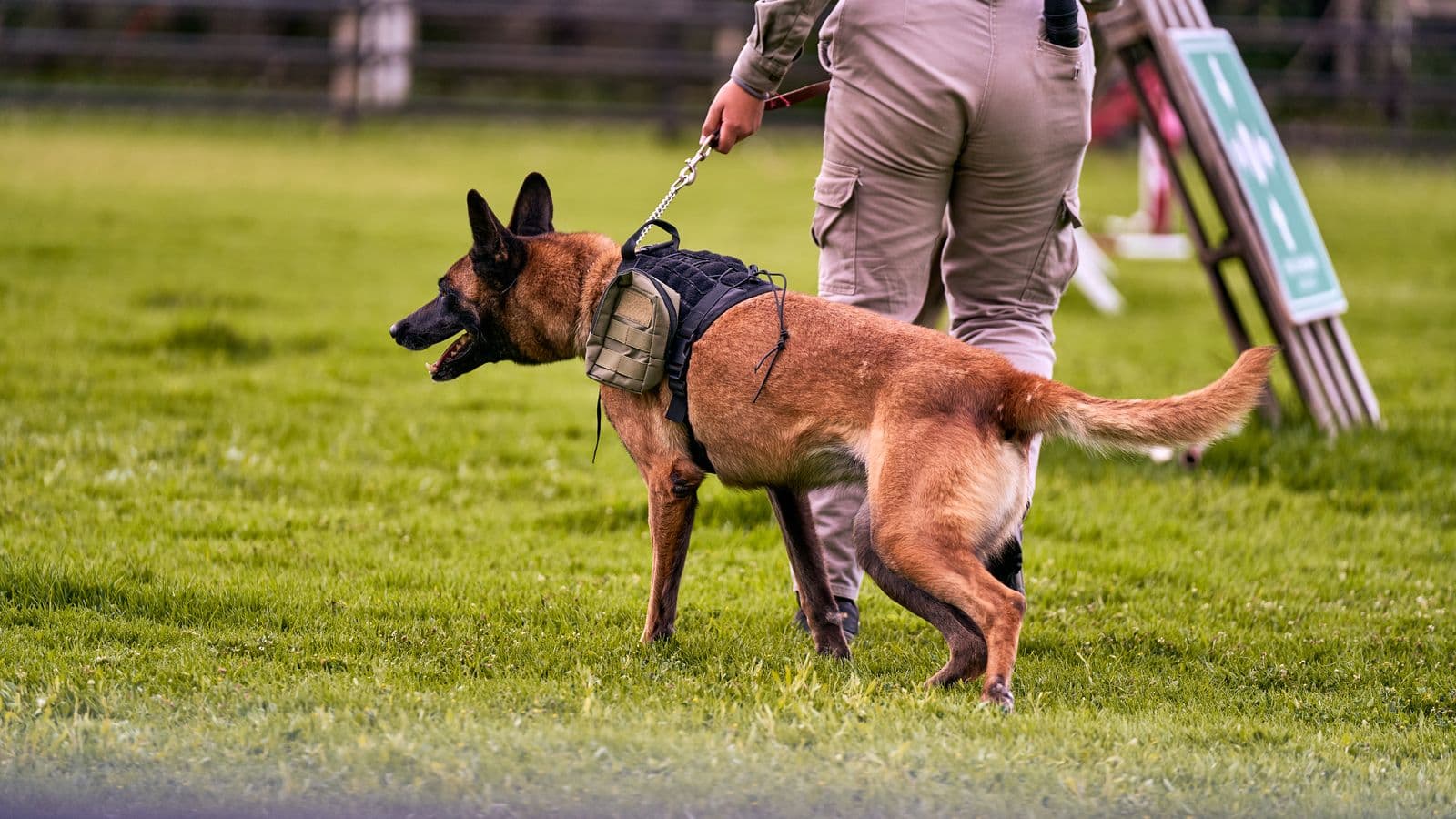 Un maître-chien patrouille avec son malinois harnaché